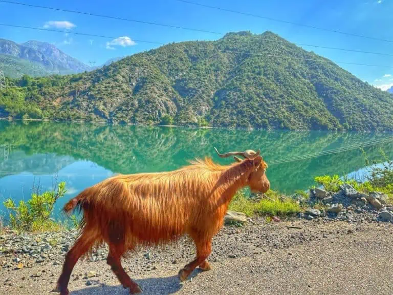 From Tirana: Komani Lake Day Trip